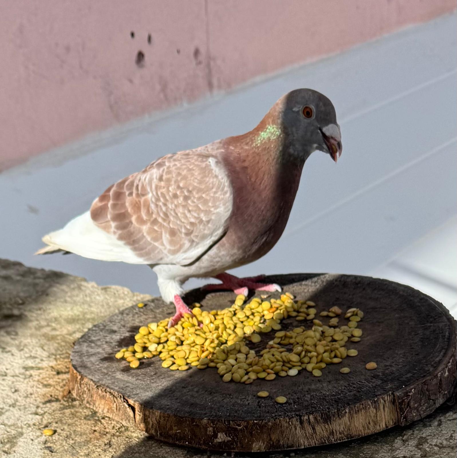 James the pigeon eating grain from a wooden board at Clifton Hall